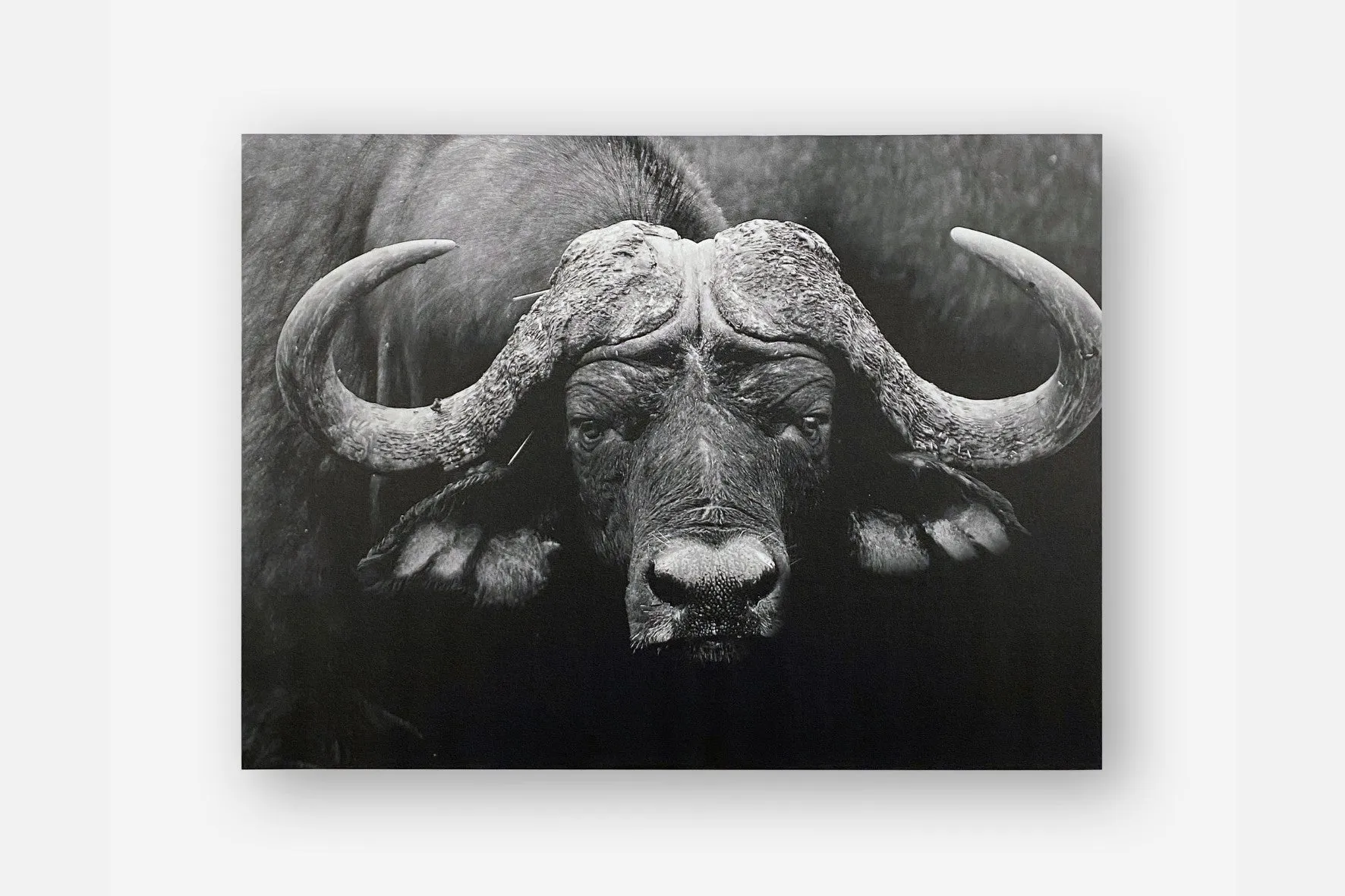 Cape Buffalo | SALE
