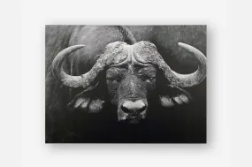 Cape Buffalo | SALE